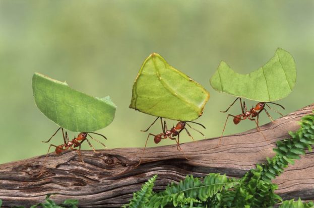 صور جملية النمل الأحمر ينقل الغذاء الى المملكة -عالم الصور